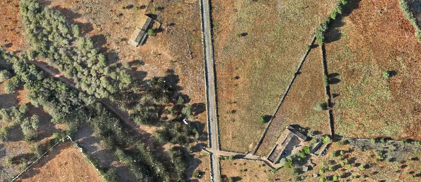 Ortomosaico de un camino entre olivos y parcelas